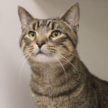 Ronnie -  Domestic Short Hair Cat for Adoption in Champaign, Illinois - Ronnie | PetCurious