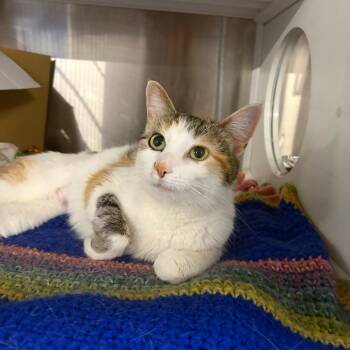 Pumpkin Patch -  Domestic Short Hair Cat for Adoption in Dearborn, Michigan - Pumpkin Patch | PetCurious