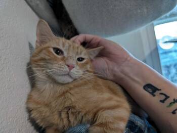 Rescue Domestic Short Hair Cats for Adoption in Cleburne, Texas - Pumpkin And Spice | PetCurious