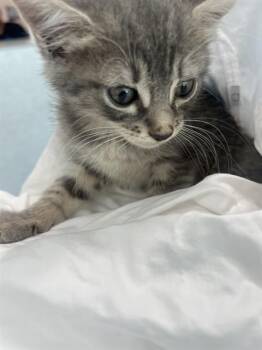 HARMONY -  Domestic Short Hair Cat for Adoption in Fort Lauderdale, Florida - HARMONY | PetCurious