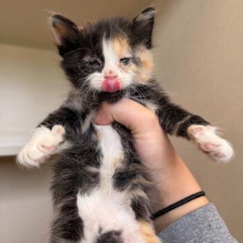 Basil (26-1Q-2) -  Domestic Medium Hair Cat for Adoption in Rifle, Colorado - Basil (26-1Q-2) | PetCurious