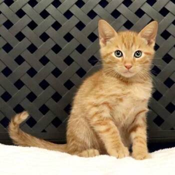 Dizzy -  Domestic Short Hair Cat for Adoption in Fort Davis, Texas - Dizzy | PetCurious