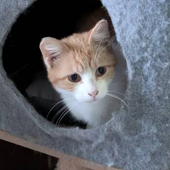 Domestic Short Hair Cats Available for Adoption in Owatonna, Minnesota - Sassy | PetCurious