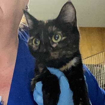 Rescue Domestic Short Hair Cats for Adoption in Greenville, South Carolina - Squash Blossom | PetCurious