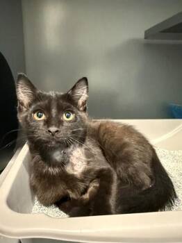 LUNAR -  Domestic Short Hair Cat for Adoption in Leesburg, Virginia - LUNAR | PetCurious