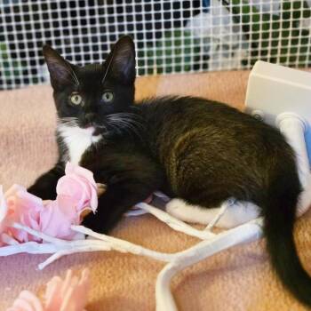 Mana -Yia Yia -  Domestic Short Hair Cat for Adoption in Beaverton, Oregon - Mana -Yia Yia | PetCurious