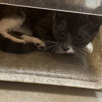 Vanta -  Domestic Short Hair Cat for Adoption in Philadelphia, Pennsylvania - Vanta | PetCurious