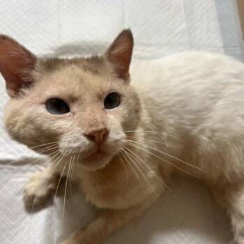 Rufus -  Siamese Cat for Adoption in Tampa, Florida - Rufus | PetCurious