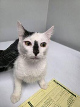 08405B Oreo -  Domestic Short Hair Cat for Adoption in North Charleston, South Carolina - 08405B Oreo | PetCurious