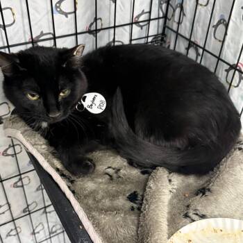 Domestic Short Hair Cats Available for Adoption - Bagheera | PetCurious