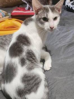 Rescue Domestic Short Hair Cats for Adoption in Chicago Ridge, Illinois - CAT SAJAK | PetCurious