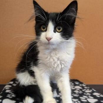 Rod Stewart -  Domestic Medium Hair Cat for Adoption in Rochester, Minnesota - Rod Stewart | PetCurious