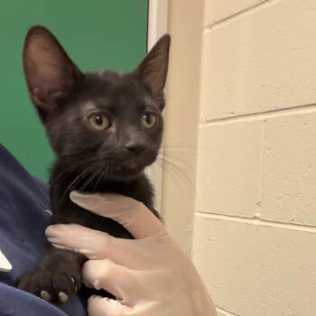Ginger -  Domestic Short Hair Cat for Adoption in Reno, Nevada - Ginger | PetCurious