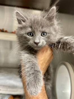 Squid -  Domestic Long Hair Cat for Adoption in Wichita, Kansas - Squid | PetCurious