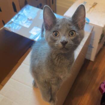 Ash Ketchum -  Domestic Short Hair Cat for Adoption in Bismarck, North Dakota - Ash Ketchum | PetCurious