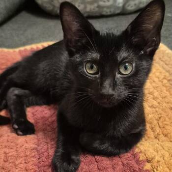 Vada -  Domestic Short Hair Cat for Adoption in Richmond, Virginia - Vada | PetCurious