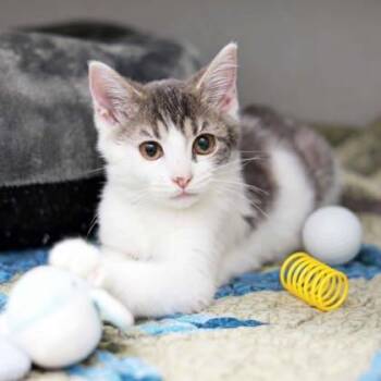 Beetle -  Domestic Short Hair Cat for Adoption in Atlanta, Georgia - Beetle | PetCurious