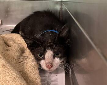 A766138 -  Domestic Short Hair Cat for Adoption in Long Beach, California - A766138 | PetCurious
