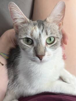 Jessie -  Domestic Short Hair Cat for Adoption in Island Lake, Illinois - Jessie | PetCurious