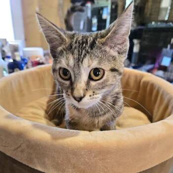 Moxie -  Domestic Short Hair Cat for Adoption in Park Falls, Wisconsin - Moxie | PetCurious