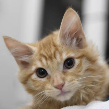 Georgie -  Domestic Medium Hair Cat for Adoption in Redwood City, California - Georgie | PetCurious