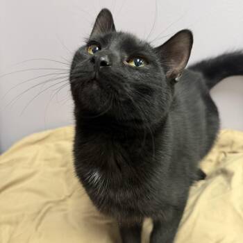 Domestic Short Hair Cats Available for Adoption - Thackery  | PetCurious