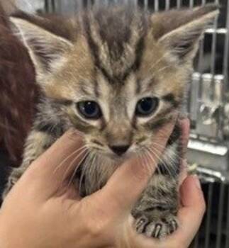 Domestic Short Hair Cats Available for Adoption in Campbellsville, Kentucky - Branson | PetCurious