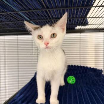 Baby -  Domestic Short Hair Cat Available for Adoption in Hampton Bays, New York - Baby | PetCurious