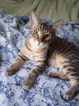 Rescue Domestic Short Hair Cats for Adoption in Jackson, Mississippi - Tucker | PetCurious