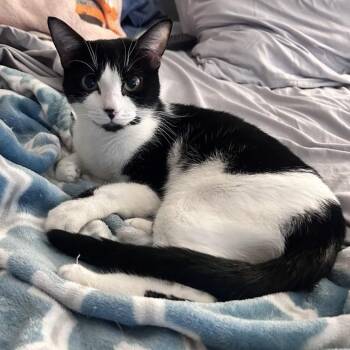 Kiwi Fruit -  Tuxedo and Domestic Short Hair Cat for Adoption in Friendswood, Texas - Kiwi Fruit | PetCurious
