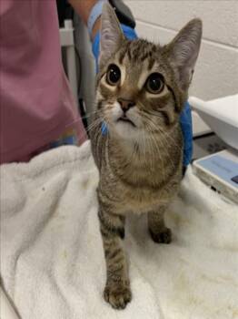 Domestic Short Hair Cats Available for Adoption in Derwood, Maryland - FETA | PetCurious