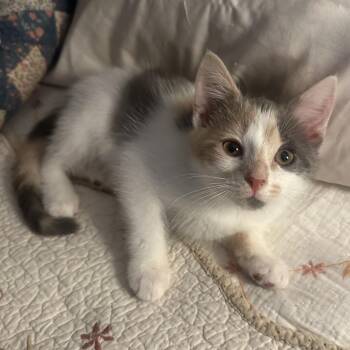 Lovey -  Domestic Medium Hair Cat for Adoption in Potomac, Maryland - Lovey | PetCurious