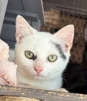 Cleopatra -  Domestic Short Hair Cat for Adoption in Wilmington, North Carolina - Cleopatra | PetCurious