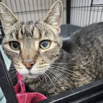 Domestic Short Hair Cats Available for Adoption in Ridgely, Maryland - Bowie | PetCurious
