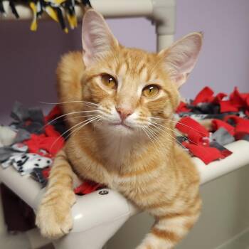 Hee Haw -  Tabby Cat for Adoption in Marshfield, Wisconsin - Hee Haw | PetCurious