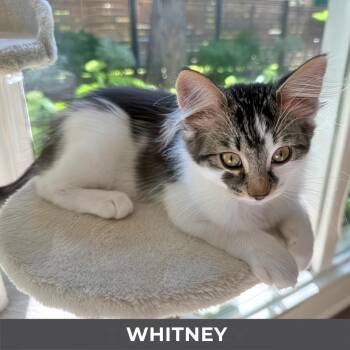 Whitney -  Domestic Short Hair Cat for Adoption in Toronto, Ontario - Whitney | PetCurious