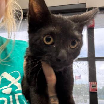 Devens -  Domestic Short Hair Cat for Adoption in Lakeland, Florida - Devens | PetCurious