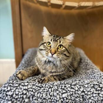 Kade -  Domestic Medium Hair Cat for Adoption in Fargo, North Dakota - Kade | PetCurious