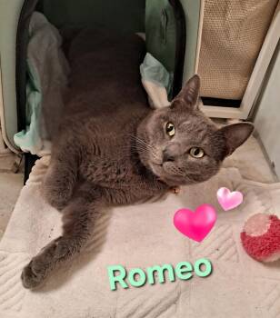 Domestic Short Hair Cats Available for Adoption - Romeo | PetCurious