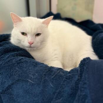 Twix -  Domestic Short Hair Cat for Adoption in Fairport, New York - Twix | PetCurious
