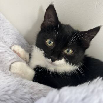 Rescue Domestic Medium Hair Cats for Adoption in Grantsville, Utah - Meriadoc (Merry) | PetCurious