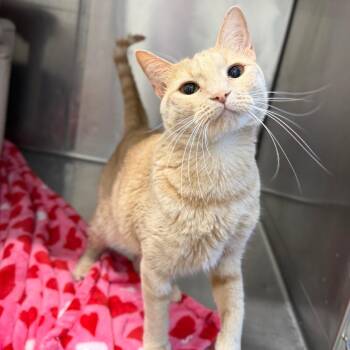 Merryn -  Domestic Short Hair Cat for Adoption in Marshall, Virginia - Merryn | PetCurious