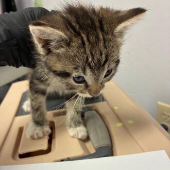 Socks -  Domestic Short Hair Cat Available for Adoption in TIMBERCRK CYN, Texas - Socks | PetCurious