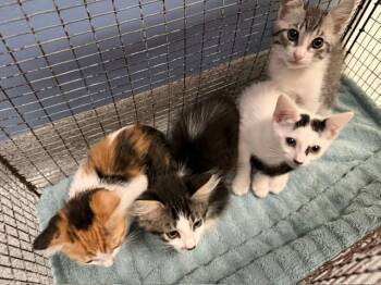 PERRY -  Domestic Short Hair Cat for Adoption in Tustin, California - PERRY | PetCurious
