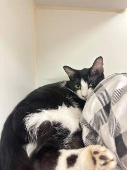 Domestic Short Hair Cats Available for Adoption in Johnson City, Tennessee - Daisy (Petie Way) | PetCurious