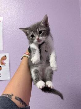 Domestic Short Hair Cats Available for Adoption in El Paso, Texas - 60911706 | PetCurious