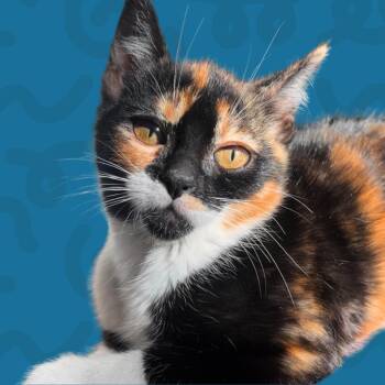 Lotus -  Domestic Short Hair Cat for Adoption in Reno, Nevada - Lotus | PetCurious