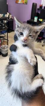 Patch -  Domestic Short Hair Cat for Adoption in El Paso, Texas - Patch | PetCurious