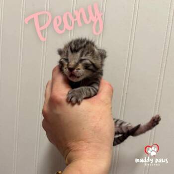 Domestic Short Hair Cats Available for Adoption - Shrub Litter:   Peony | PetCurious