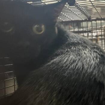 Tareena -  Domestic Short Hair Cat for Adoption in Des Moines, Iowa - Tareena | PetCurious